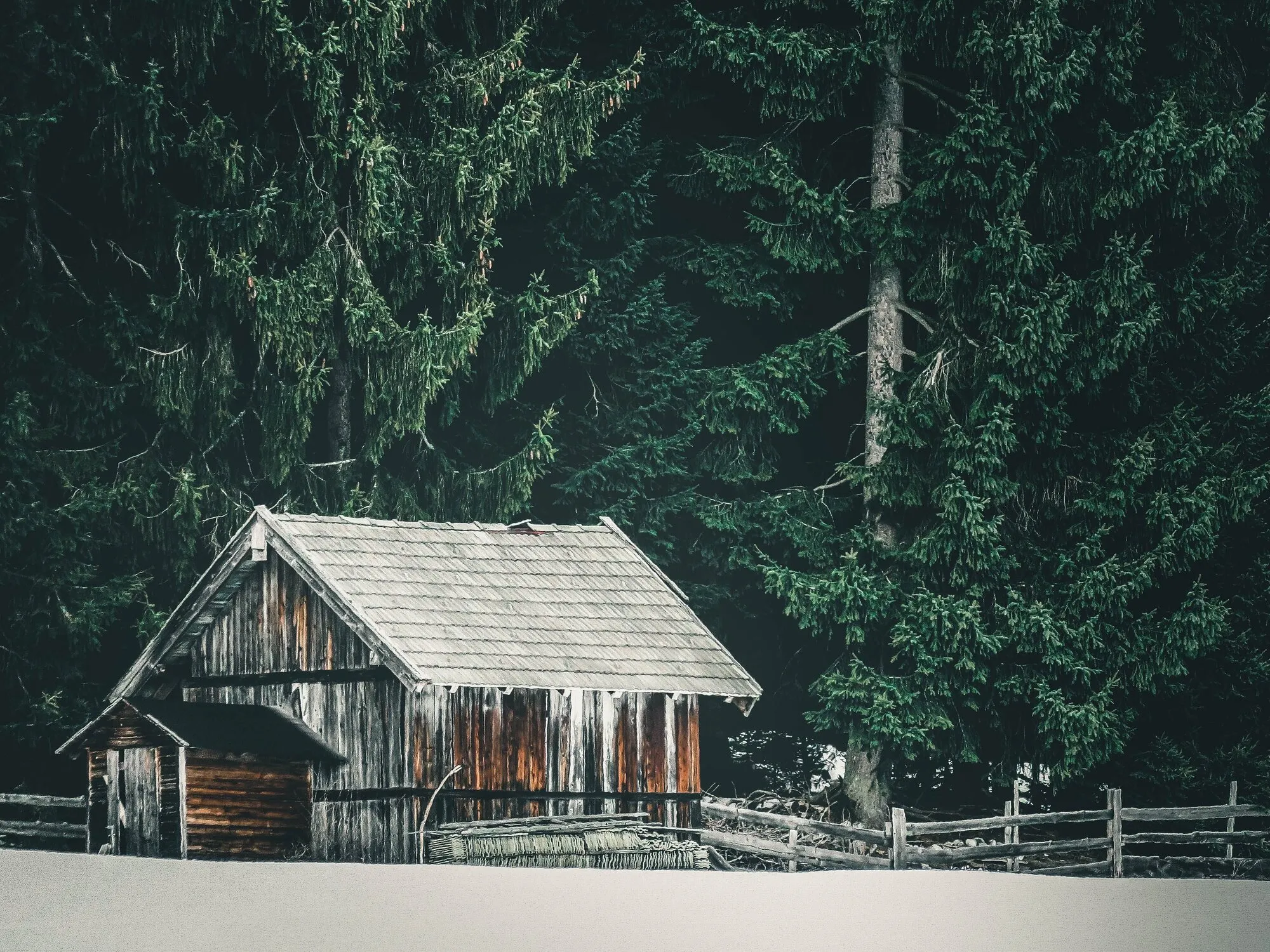 Rustic wooden cabin among tall spruce trees