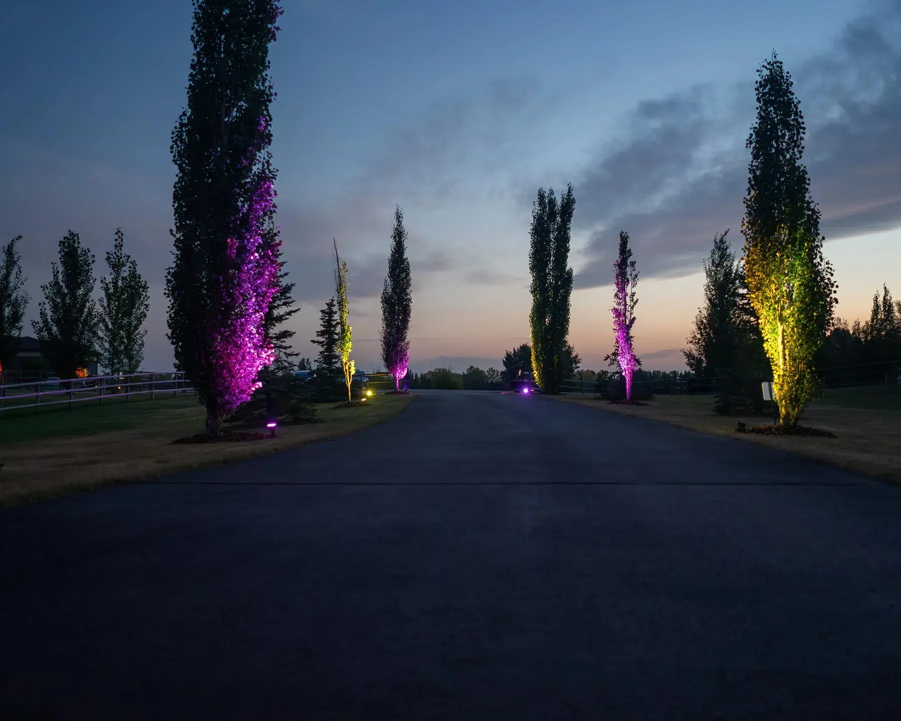 Driveway lined with poplars uplit in colour at dusk