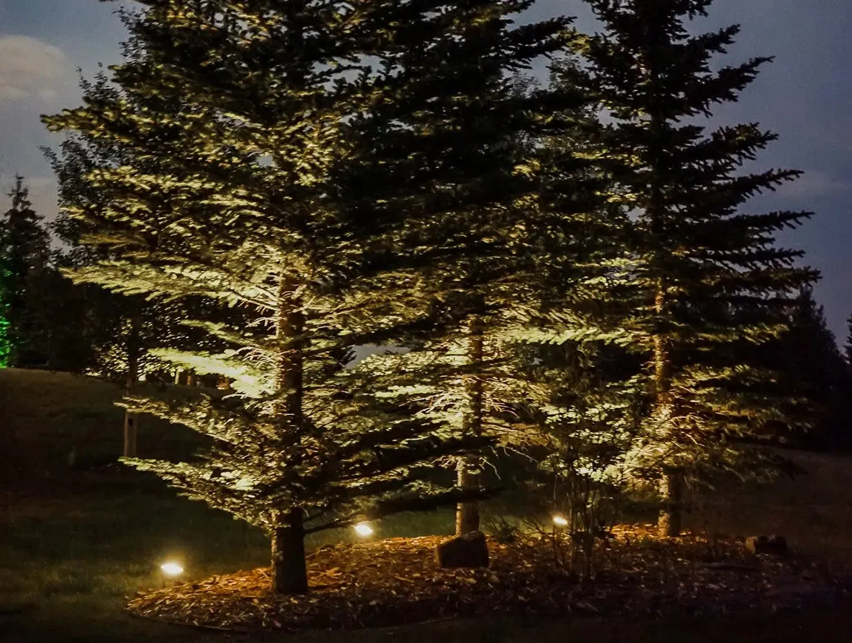 Spruce trees uplit in warm white at night