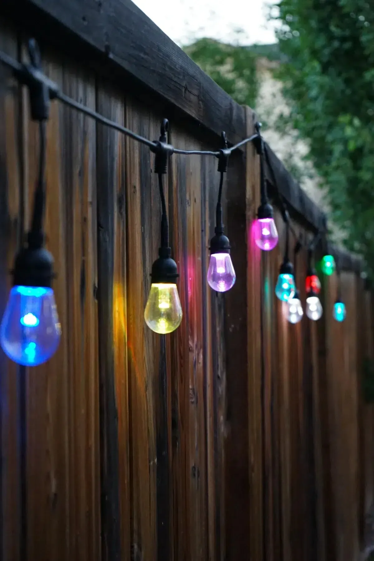 Patio bulbs in several colours along a fence